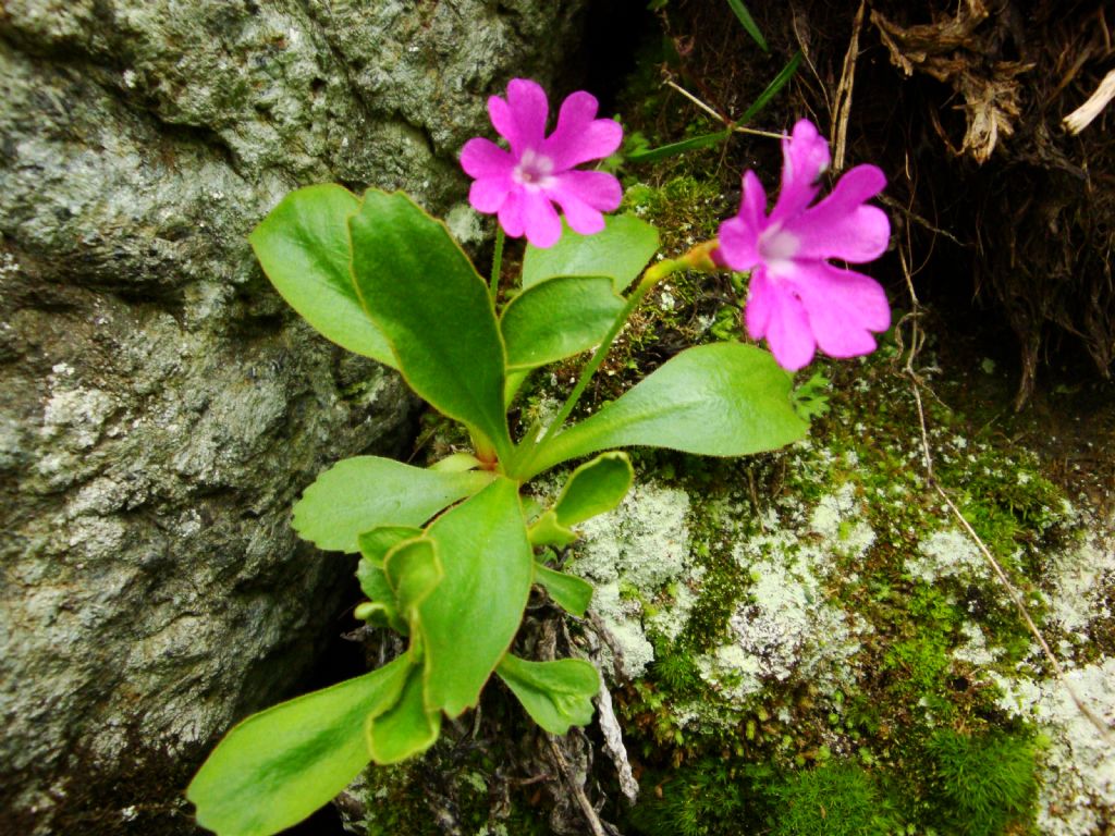 Primula pedemontana?